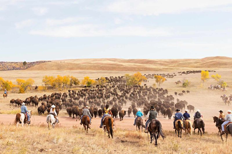 The Annual Buffalo Roundup