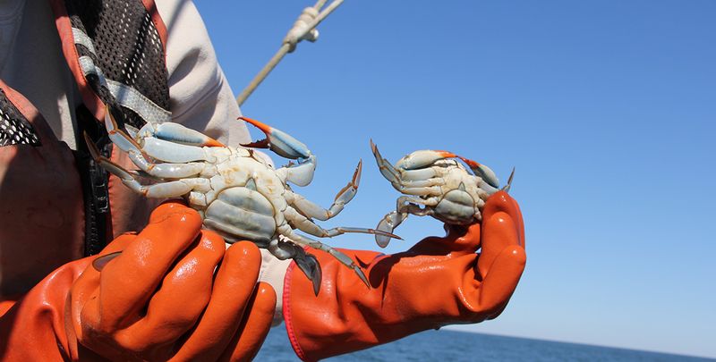 Fresh Local Crabs From Nearby Waters