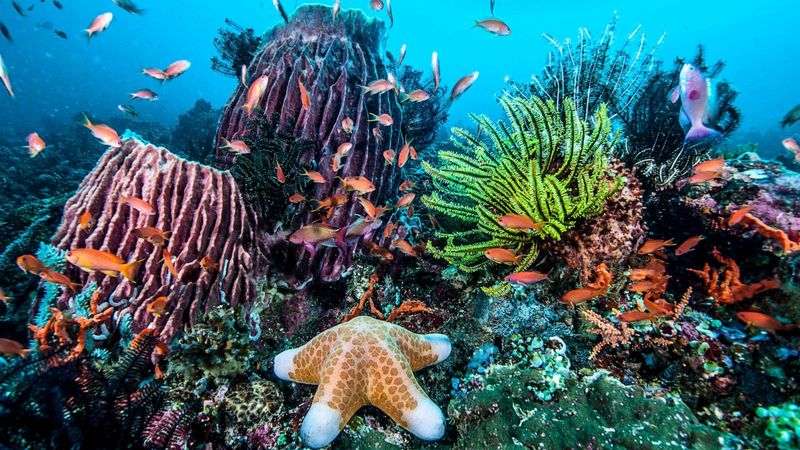 Marine Ecosystems Facing Destruction