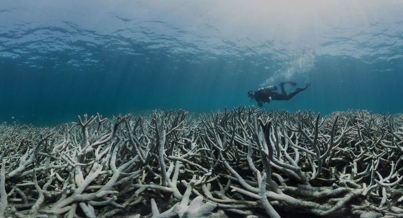 Damaged Reefs