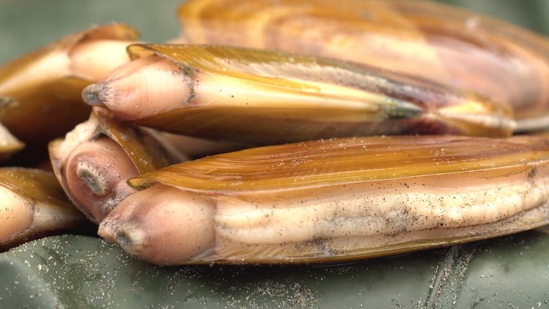 Razor clams done crisp and tender