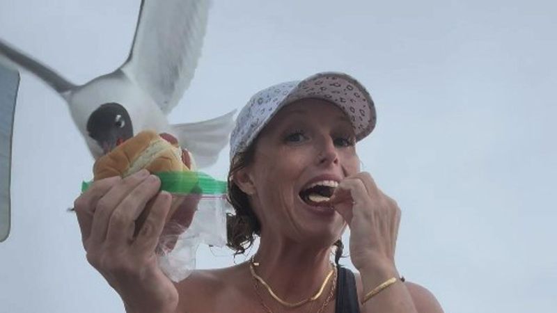 The Great Seagull Food Heist