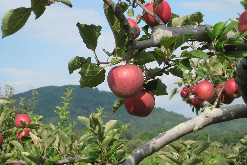 Go Apple Picking During the Day