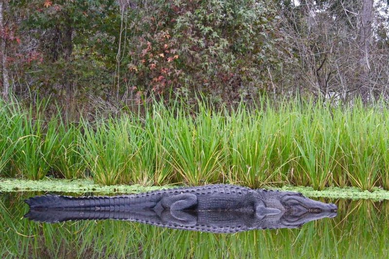 Wildlife Encounters Add Thrill but Require Caution
