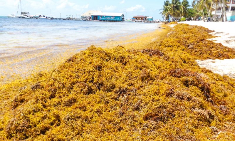 How Seaweed and Algae Play a Role