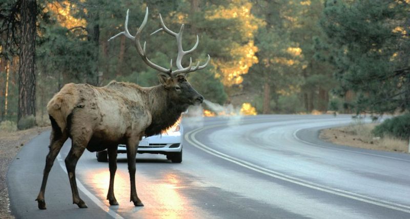 Wildlife pays the price