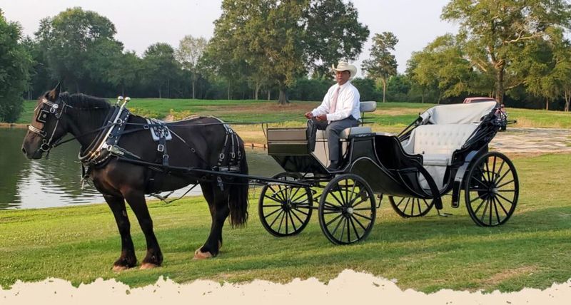 Horse-Drawn Carriage Tours Transport Visitors Back