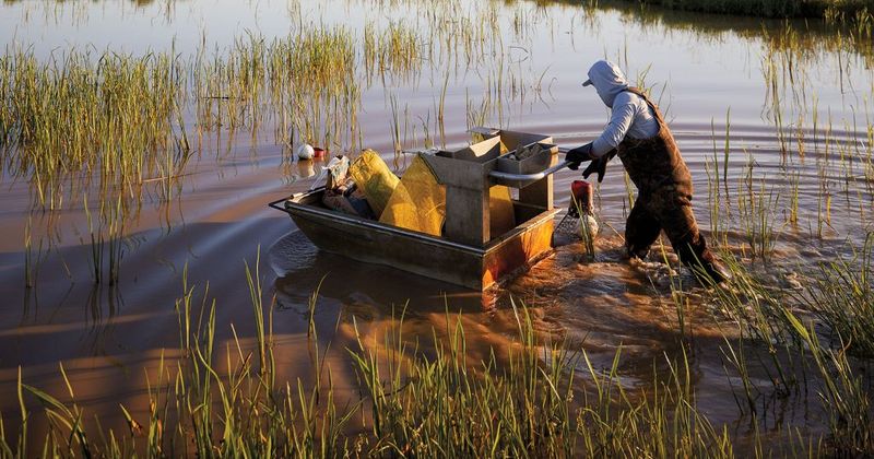 Stealing Crawfish from Commercial Ponds