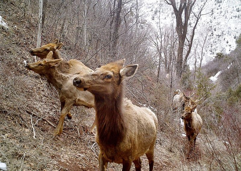 Feeding Wildlife Brings Serious Penalties