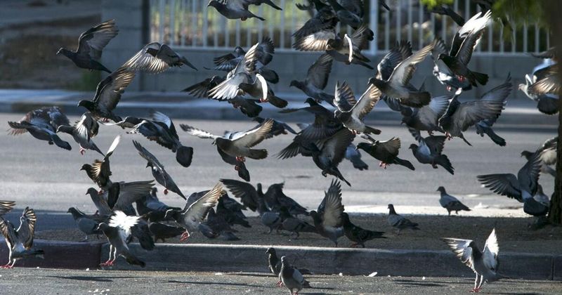 Feeding Pigeons Is Illegal and Actively Enforced