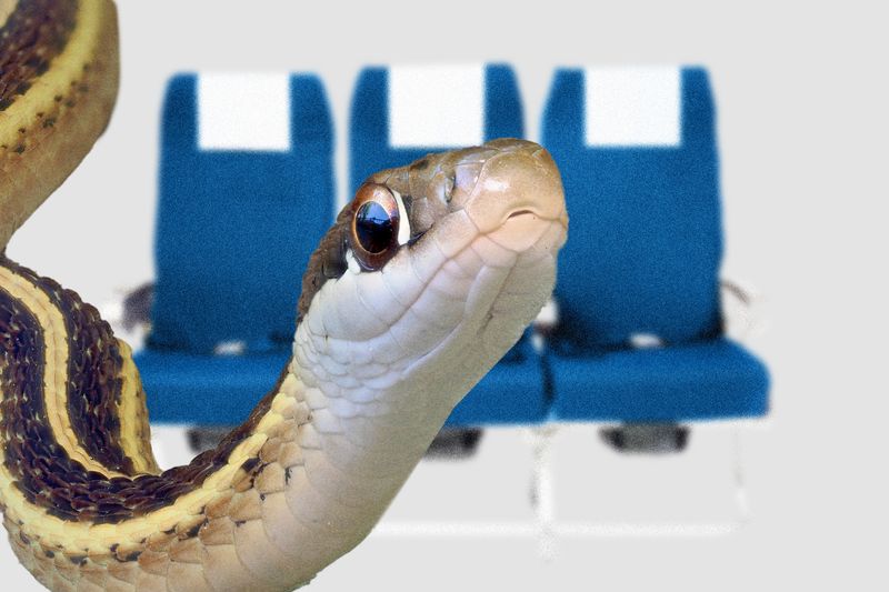 Snake on a Plane Departing Florida