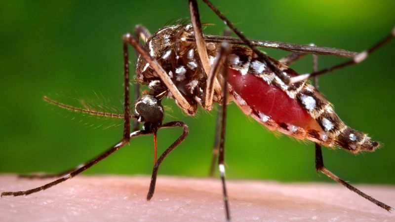 Mosquito Madness In Natural Areas