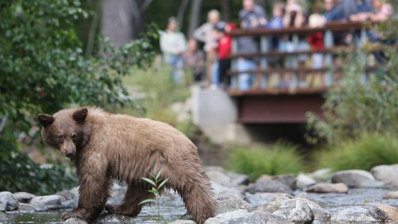 Wildlife pays the price
