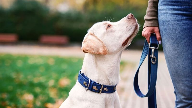 Letting dogs roam off-leash where it’s not allowed