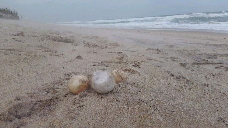 Sea Turtle Eggs, Drugs, and Traffic Stop in Flagler County