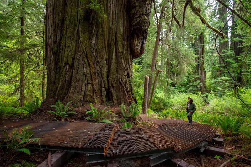 “Grove of Titans” damage from social media exposure