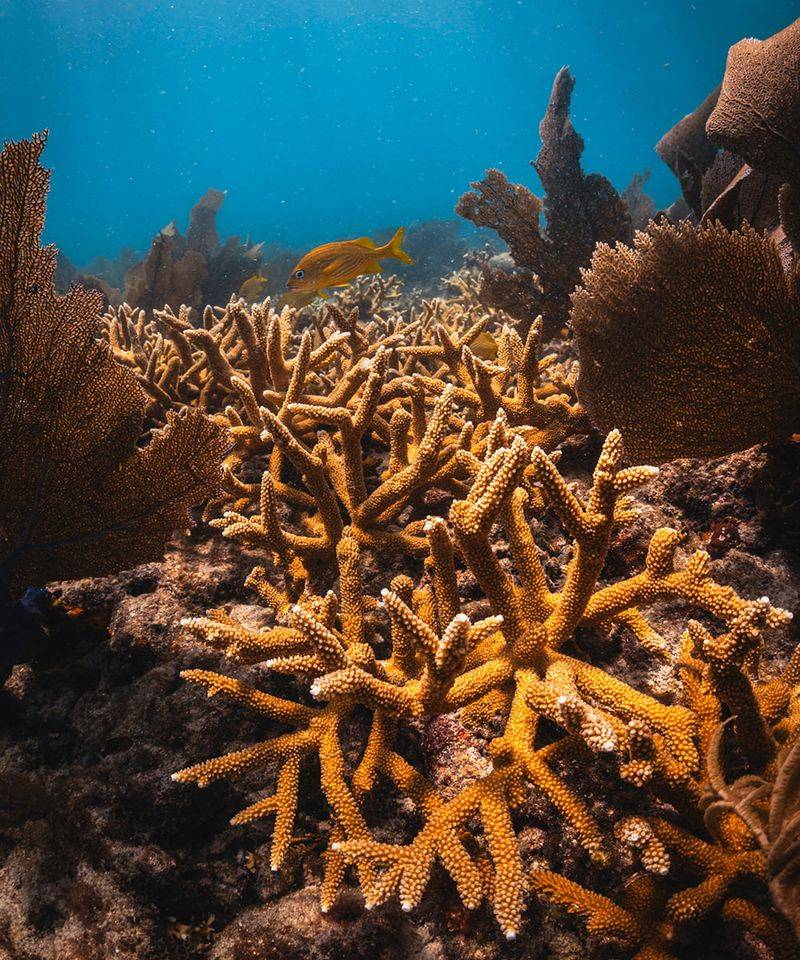 Coral Reefs Support Entire Marine Ecosystems