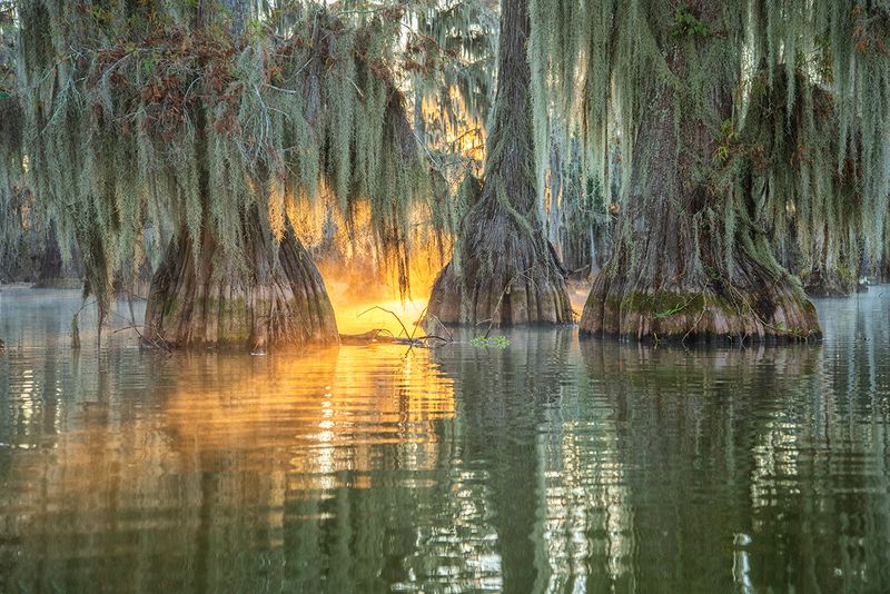 Beautiful Nature and Bayous Teeming With Wildlife