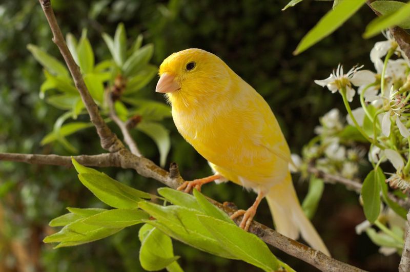 Whistling for Lost Canaries Before 7 AM in Berkeley
