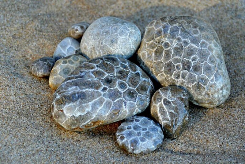 Collecting Petoskey Stones From Protected Areas