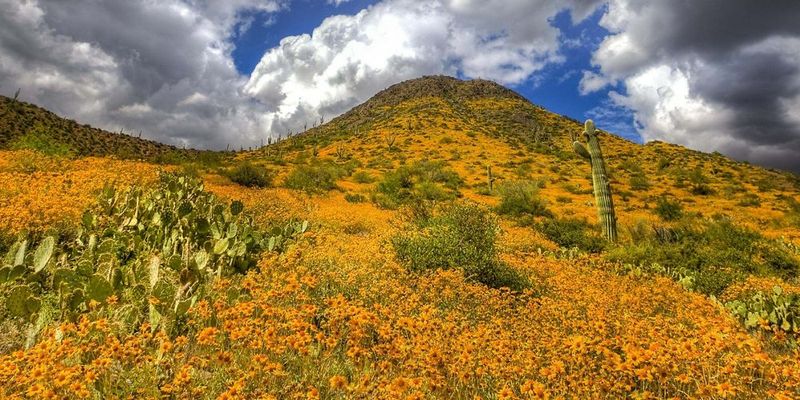 Wildflower Protection Laws
