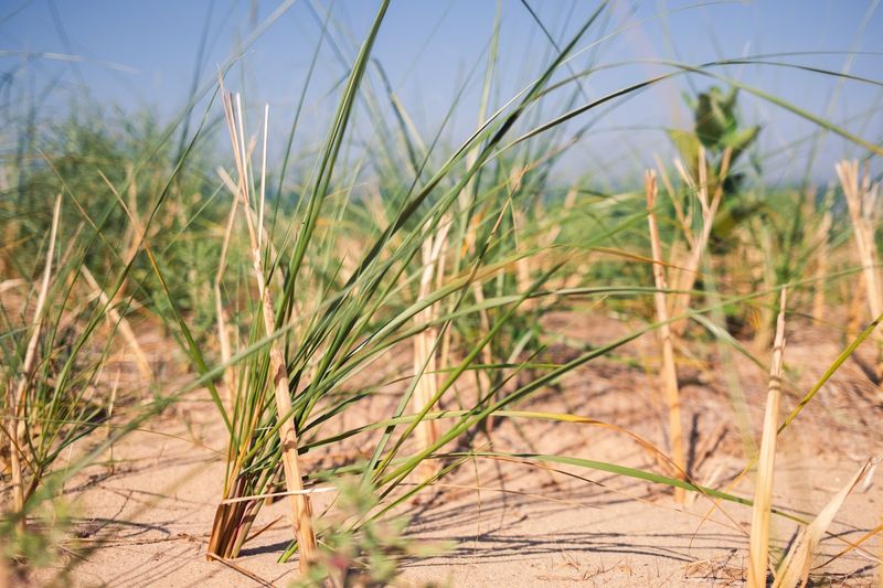 Damage to Stabilizing Vegetation