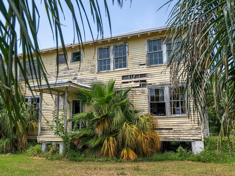 The Oleander That Refused to Vanish