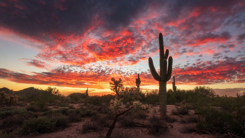 Welcome to Arizona, Where Even the Cactus Has Rights