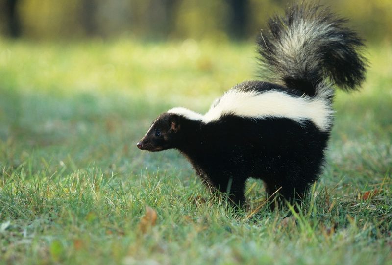 Illegal to Bring a Live Skunk into Tennessee