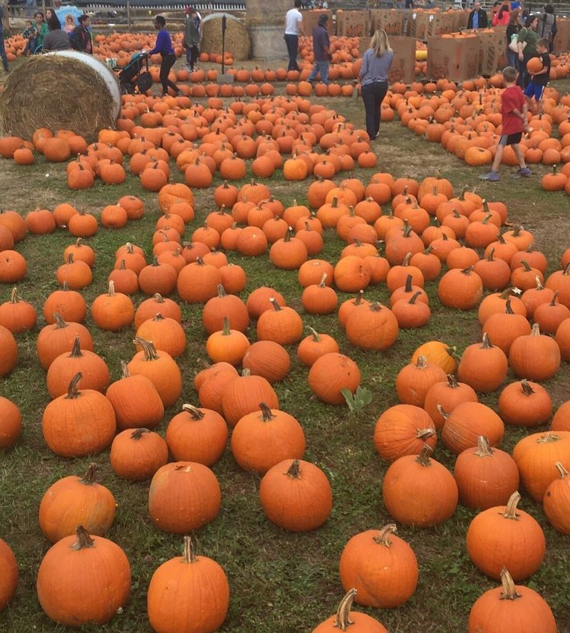 Live Actors and Costumed Creatures That Engage