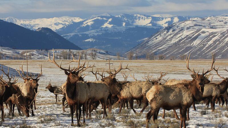 Wildlife Harassment is Illegal