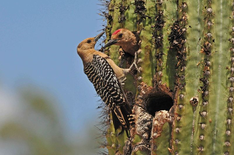 They Understand The Subtle Language Of The Wildlife