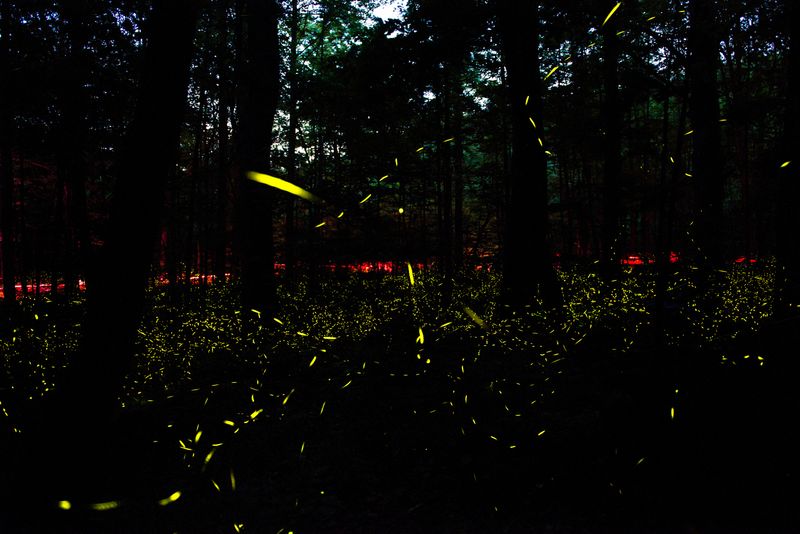 Ever After in the Woods