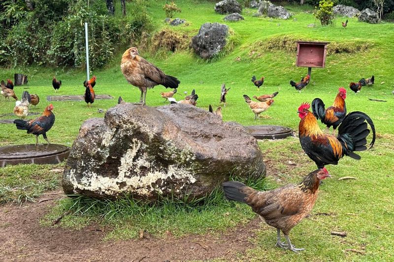 Feeding Feral Chickens