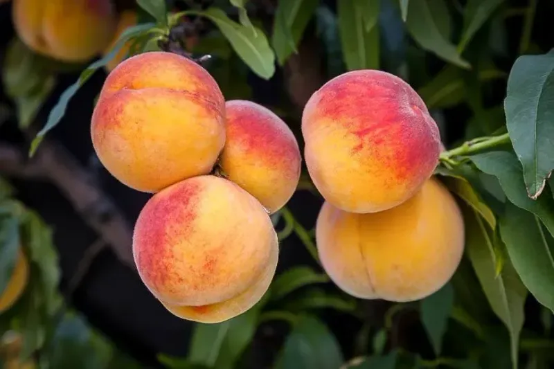 The Elberta Peach: Georgia’s Sweet Legacy