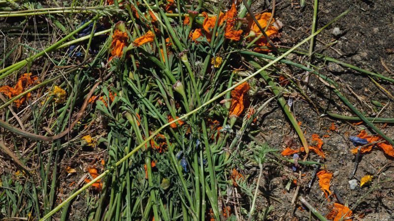 Trampled Blooms and Damaged Ecosystems