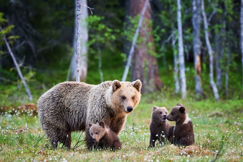 Never disturb a resting bear for a closer look