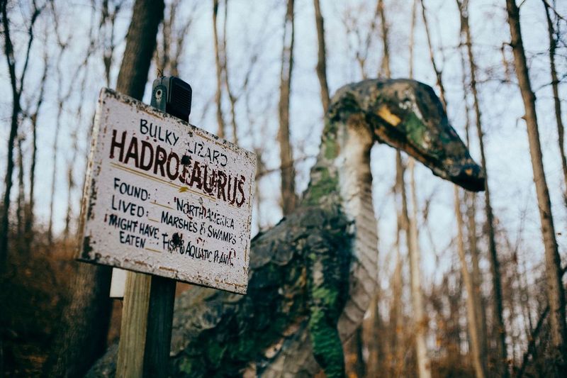 Where the Forest Hides the Past