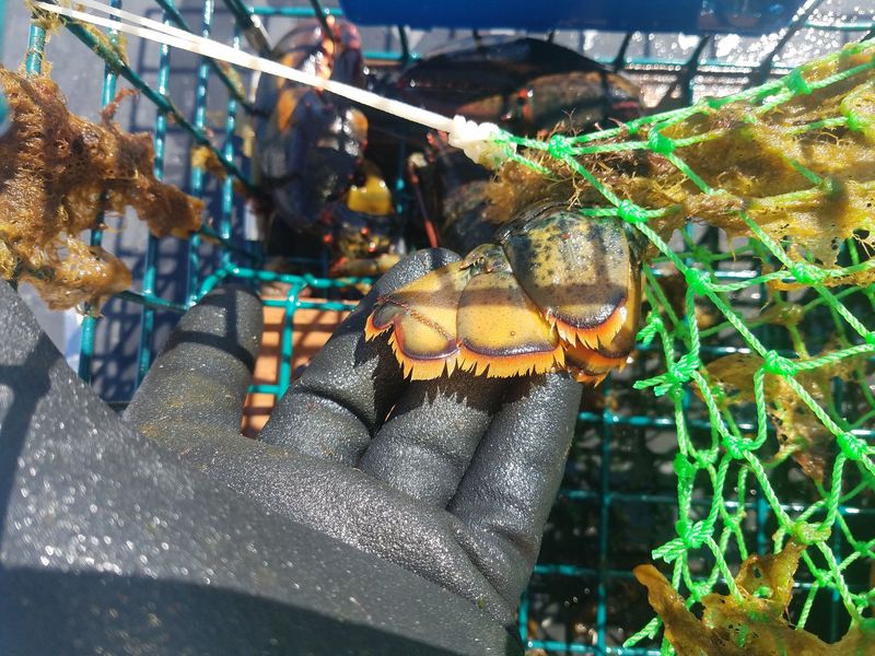 Protected Females and Size Limits