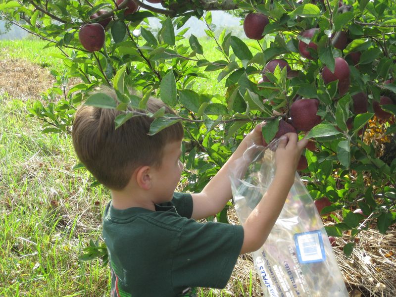 Navigate the Haunted Apple Packing Shed