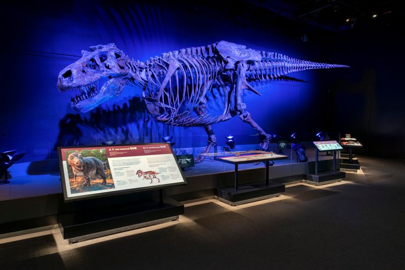 The Museum Marvel