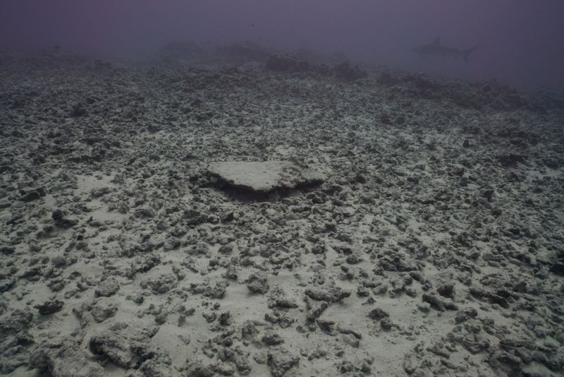 Environmental Scars That Won't Heal