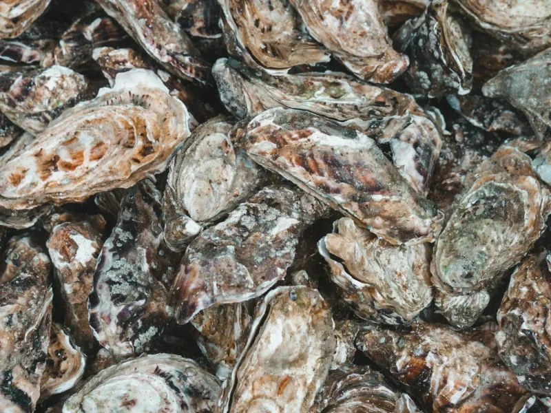 Unrivaled Oyster Quality