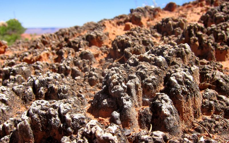 The Real Ground Is Actually A Delicate, Living Crust