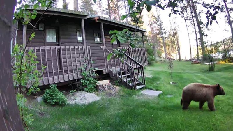 Bear Safety Protocols Are Serious Business