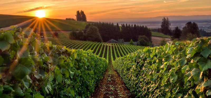 The Wine Regions are Unforgettable