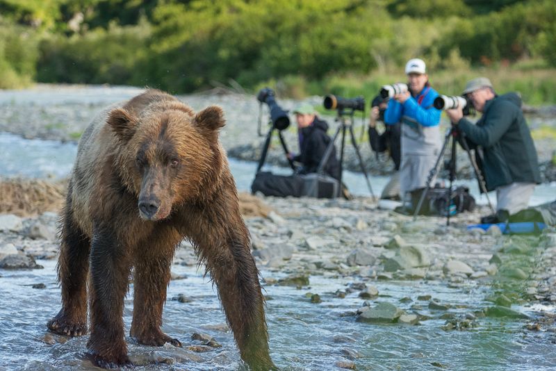 Getting Too Close to a Bear for the Perfect Photo