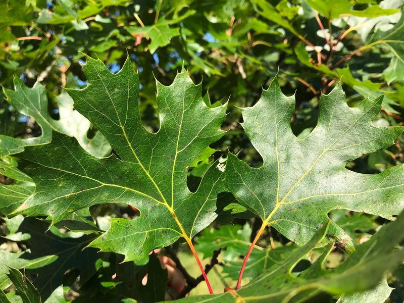 Arkansas Has Unique, Rare Plants