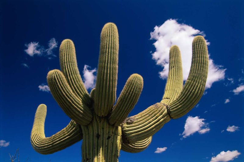 The Saguaro Cactus is Protected (with Prison Time)