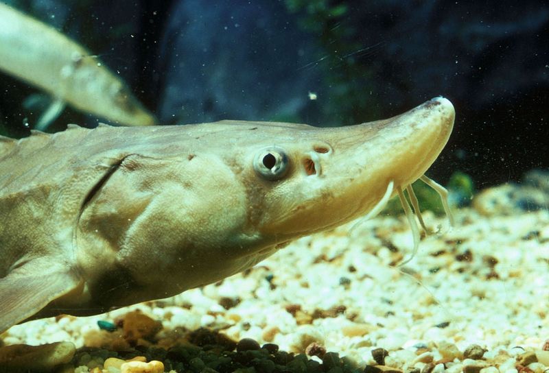 Musky Lore And Bragging Rights (Even To Eat)